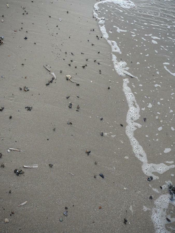 Strandslag Zanddijk 229 Julianadorp Aan Zee Dış mekan fotoğraf